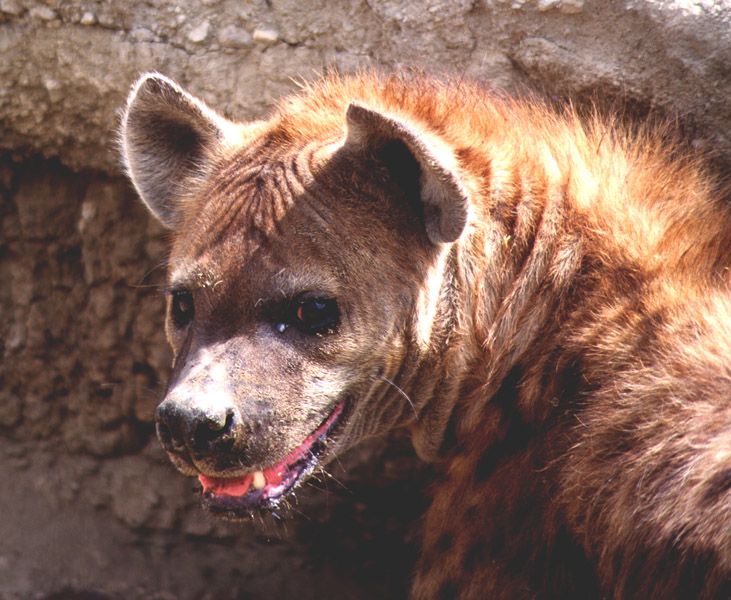 Hyena - Ngorogoro